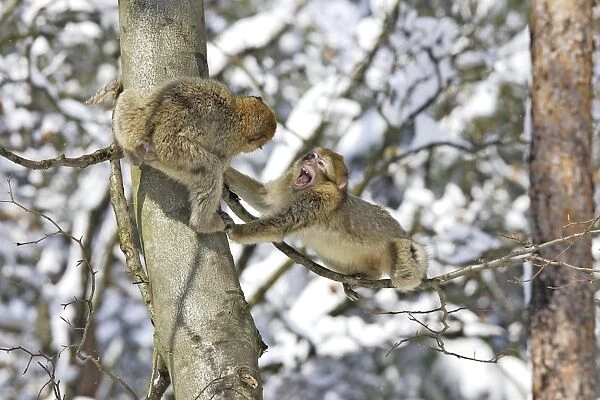 Barbary Macaque  /  Barbary Ape  /  Rock Ape - two playing  /  fighting in tree. Mountain of Monkeys - Kientzheim - Alsace - France. Calling this species an ape is misleading for though it lacks a tail as do apes it is in fact a macaque