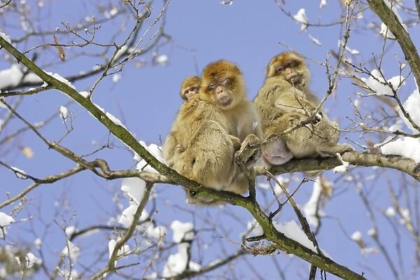 Barbary Macaque  /  Barbary Ape  /  Rock Ape - three resting in tree. Mountain of Monkeys - Kientzheim - Alsace - France. Calling this species an ape is misleading for though it lacks a tail as do apes it is in fact a macaque