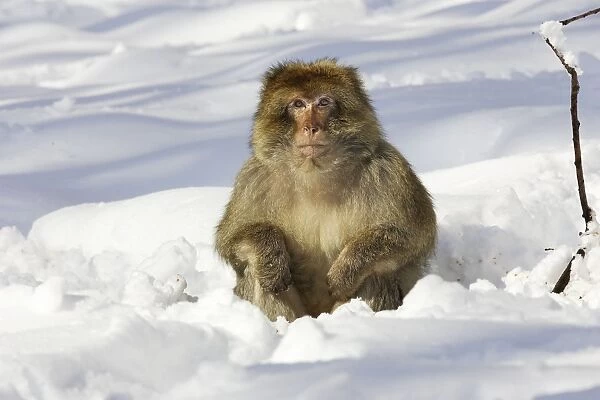 Barbary Macaque  /  Barbary Ape  /  Rock Ape - sitting in snow. Mountain of Monkeys - Kientzheim - Alsace - France. Calling this species an ape is misleading for though it lacks a tail as do apes it is in fact a macaque