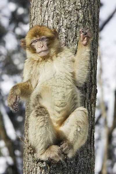 Barbary Macaque  /  Barbary Ape  /  Rock Ape - perched in tree. Mountain of Monkeys - Kientzheim - Alsace - France. Calling this species an ape is misleading for though it lacks a tail as do apes it is in fact a macaque