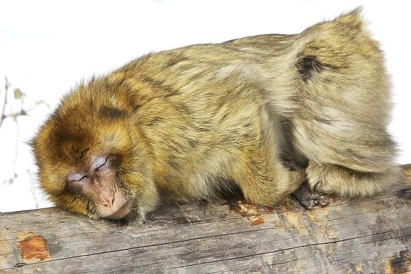 Barbary Macaque  /  Barbary Ape  /  Rock Ape -sleeping on log. Mountain of Monkeys - Kientzheim - Alsace - France. Calling this species an ape is misleading for though it lacks a tail as do apes it is in fact a macaque