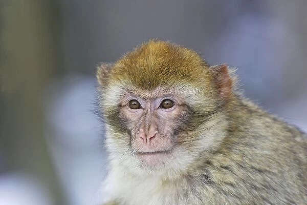 Barbary Macaque  /  Barbary Ape  /  Rock Ape. Mountain of Monkeys - Kientzheim - Alsace - France. Calling this species an ape is misleading for though it lacks a tail as do apes it is in fact a macaque
