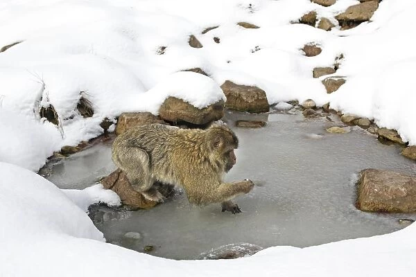 Barbary Macaque  /  Barbary Ape  /  Rock Ape - standing on frozen pool of water. Mountain of Monkeys - Kientzheim - Alsace - France. Calling this species an ape is misleading for though it lacks a tail as do apes it is in fact a macaque