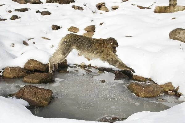 Barbary Macaque  /  Barbary Ape  /  Rock Ape - leaping across frozen pool of water. Mountain of Monkeys - Kientzheim - Alsace - France. Calling this species an ape is misleading for though it lacks a tail as do apes it is in fact a macaque