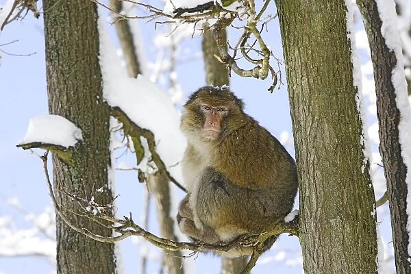 Barbary Macaque  /  Barbary Ape  /  Rock Ape - sitting in tree. Mountain of Monkeys - Kientzheim - Alsace - France. Calling this species an ape is misleading for though it lacks a tail as do apes it is in fact a macaque