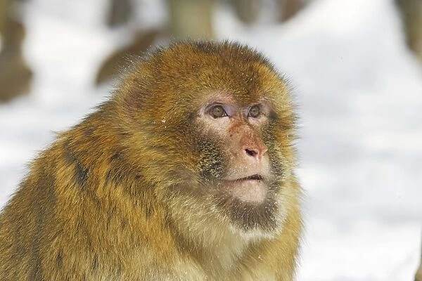 Barbary Macaque  /  Barbary Ape  /  Rock Ape - close-up of face. Mountain of Monkeys - Kientzheim - Alsace - France. Calling this species an ape is misleading for though it lacks a tail as do apes it is in fact a macaque
