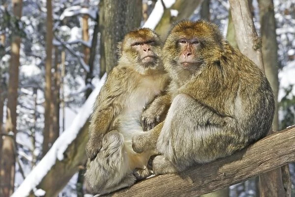 Barbary Macaque  /  Barbary Ape  /  Rock Ape - two sitting on branch. Mountain of Monkeys - Kientzheim - Alsace - France. Calling this species an ape is misleading for though it lacks a tail as do apes it is in fact a macaque