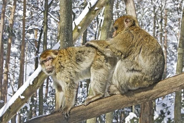 Barbary Macaque  /  Barbary Ape  /  Rock Ape - two grooming. Mountain of Monkeys - Kientzheim - Alsace - France. Calling this species an ape is misleading for though it lacks a tail as do apes it is in fact a macaque