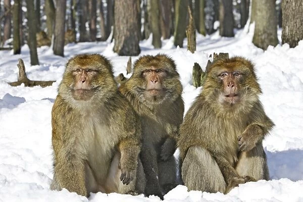 Barbary Macaque  /  Barbary Ape  /  Rock Ape - three sitting together in snow. Mountain of Monkeys - Kientzheim - Alsace - France. Calling this species an ape is misleading for though it lacks a tail as do apes it is in fact a macaque