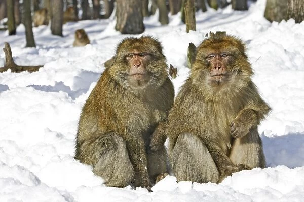 Barbary Macaque  /  Barbary Ape  /  Rock Ape - two sitting together in snow. Mountain of Monkeys - Kientzheim - Alsace - France. Calling this species an ape is misleading for though it lacks a tail as do apes it is in fact a macaque