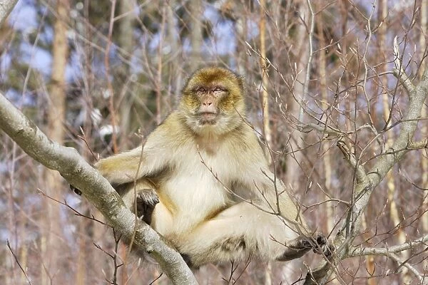 Barbary Macaque  /  Barbary Ape  /  Rock Ape - sitting in tree. Mountain of Monkeys - Kientzheim - Alsace - France. Calling this species an ape is misleading for though it lacks a tail as do apes it is in fact a macaque