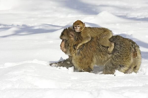 Barbary Macaque  /  Barbary Ape  /  Rock Ape - adult walking through snow with baby on back. Mountain of Monkeys - Kientzheim - Alsace - France. Calling this species an ape is misleading for though it lacks a tail as do apes it is in fact a macaque