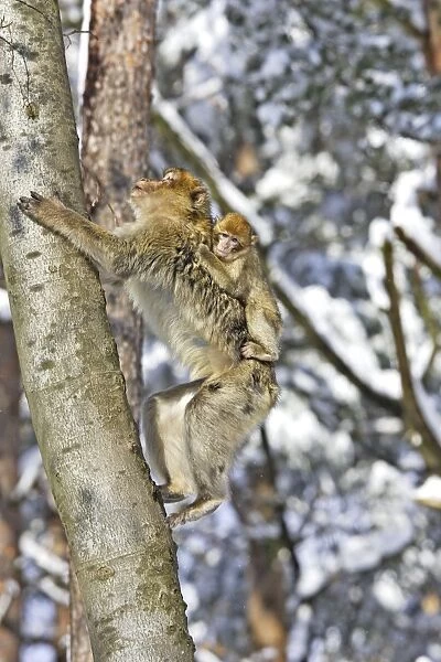 Barbary Macaque  /  Barbary Ape  /  Rock Ape - adult climbing up tree with baby on back. Mountain of Monkeys - Kientzheim - Alsace - France. Calling this species an ape is misleading for though it lacks a tail as do apes it is in fact a macaque