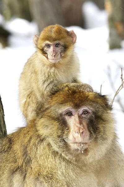 Barbary Macaque  /  Barbary Ape  /  Rock Ape - adult with young on back. Mountain of Monkeys - Kientzheim - Alsace - France. Calling this species an ape is misleading for though it lacks a tail as do apes it is in fact a macaque