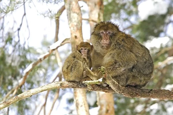 Barbary Macaque  /  Barbary Ape  /  Rock Ape - adult and young in tree. Mountain of Monkeys - Kientzheim - Alsace - France. Calling this species an ape is misleading for though it lacks a tail as do apes it is in fact a macaque