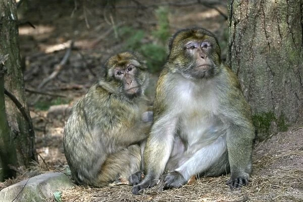 Barbary Macaque  /  Barbary Ape  /  Rock Ape - Female Mountain of Monkeys, Kientzheim, Alsace, France