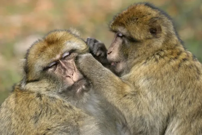 Framed Print : Barbary Macaque / Barbary Ape / Rock Ape - two grooming. Mountain of Monkeys - Kientzheim - Alsace - France. Calling this species an ape is misleading for though it lacks a tail as do apes it is in fact a macaque Framed Print : Barbary Macaque / Barbary Ape / Rock Ape - two grooming. Mountain of Monkeys - Kientzheim - Alsace - France. Calling this species an ape is misleading for though it lacks a tail as do apes it is in fact a macaque