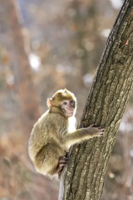 Framed Print : Barbary Macaque / Barbary Ape / Rock Ape - perched in tree. Mountain of Monkeys - Kientzheim - Alsace - France. Calling this species an ape is misleading for though it lacks a tail as do apes it is in fact a macaque Framed Print : Barbary Macaque / Barbary Ape / Rock Ape - perched in tree. Mountain of Monkeys - Kientzheim - Alsace - France. Calling this species an ape is misleading for though it lacks a tail as do apes it is in fact a macaque