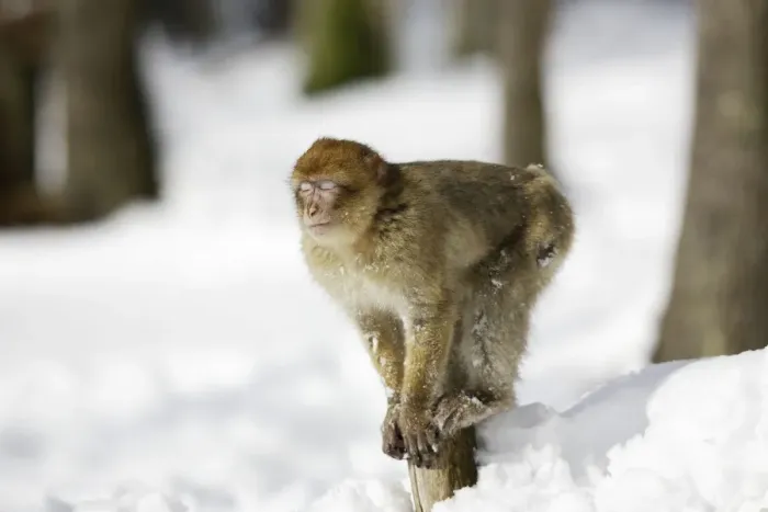 Framed Print : Barbary Macaque / Barbary Ape / Rock Ape - sleeping / communication. Mountain of Monkeys - Kientzheim - Alsace - France. Calling this species an ape is misleading for though it lacks a tail as do apes it is in fact a macaque Framed Print : Barbary Macaque / Barbary Ape / Rock Ape - sleeping / communication. Mountain of Monkeys - Kientzheim - Alsace - France. Calling this species an ape is misleading for though it lacks a tail as do apes it is in fact a macaque