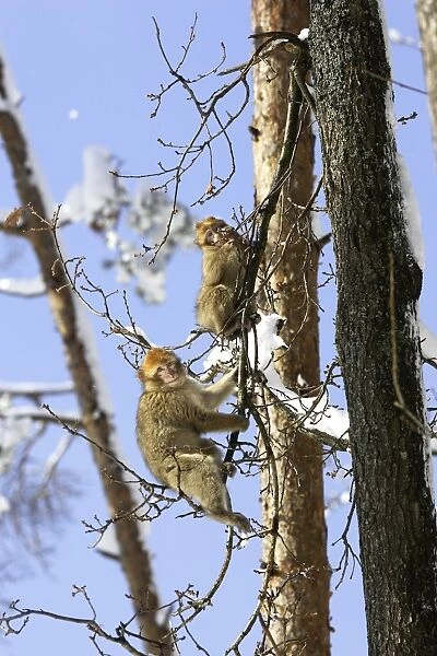 Barbary Macaque  /  Barbary Ape  /  Rock Ape - two in tree. Mountain of Monkeys - Kientzheim - Alsace - France. Calling this species an ape is misleading for though it lacks a tail as do apes it is in fact a macaque