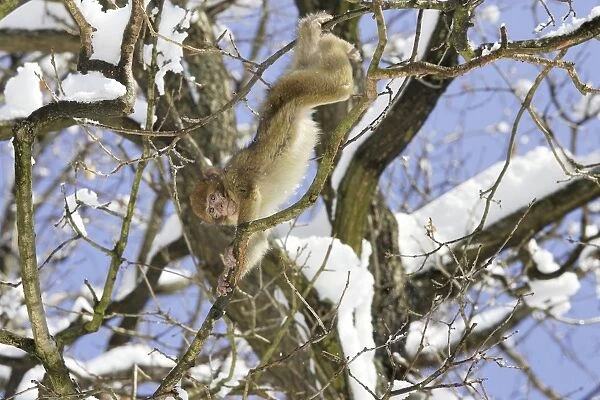 Barbary Macaque  /  Barbary Ape  /  Rock Ape - in tree. Mountain of Monkeys - Kientzheim - Alsace - France. Calling this species an ape is misleading for though it lacks a tail as do apes it is in fact a macaque