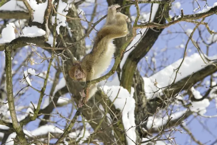 Framed Print : Barbary Macaque / Barbary Ape / Rock Ape - in tree. Mountain of Monkeys - Kientzheim - Alsace - France. Calling this species an ape is misleading for though it lacks a tail as do apes it is in fact a macaque Framed Print : Barbary Macaque / Barbary Ape / Rock Ape - in tree. Mountain of Monkeys - Kientzheim - Alsace - France. Calling this species an ape is misleading for though it lacks a tail as do apes it is in fact a macaque