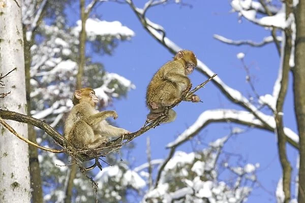 Barbary Macaque  /  Barbary Ape  /  Rock Ape - two young sitting in tree. Mountain of Monkeys - Kientzheim - Alsace - France. Calling this species an ape is misleading for though it lacks a tail as do apes it is in fact a macaque