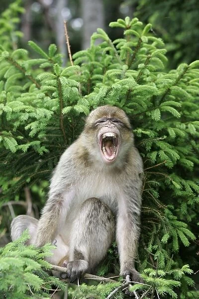 Barbary Macaque - calling as frightened. Mountain of Monkeys - Kientzheim - Alsace - France