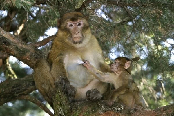 Barbary Macaque - Female and baby pulling on teet La Montagne des Singes - Kintzheim 67600 - Alsace - France