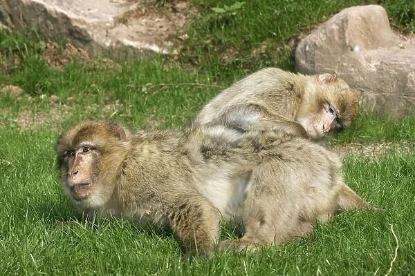 Barbary Macaque - female grooming male. Mountain of Monkeys - Kientzheim - Alsace - France