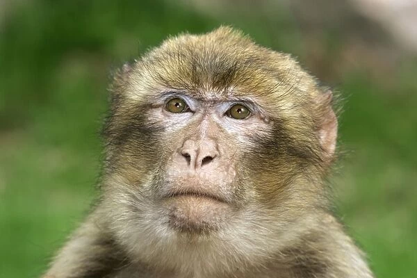 Barbary Macaque - female. Mountain of Monkeys - Kientzheim - Alsace - France