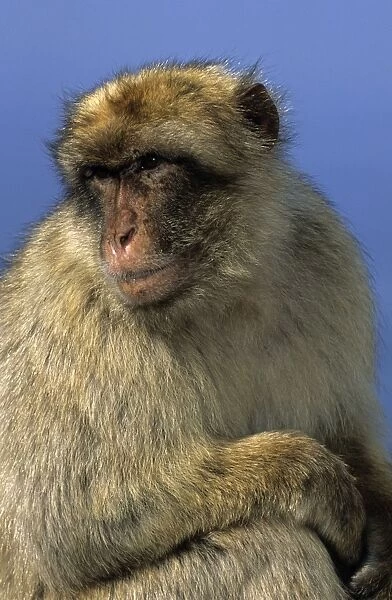 Barbary Macaque - Gibralter - IUCN Vulnerable - Remaining three-quarters live in the Middle Atlas Mountains of Morocco - Others persist in numerous pockets of declining size in northern Morocco and Algeria - Main threat to survival is logging