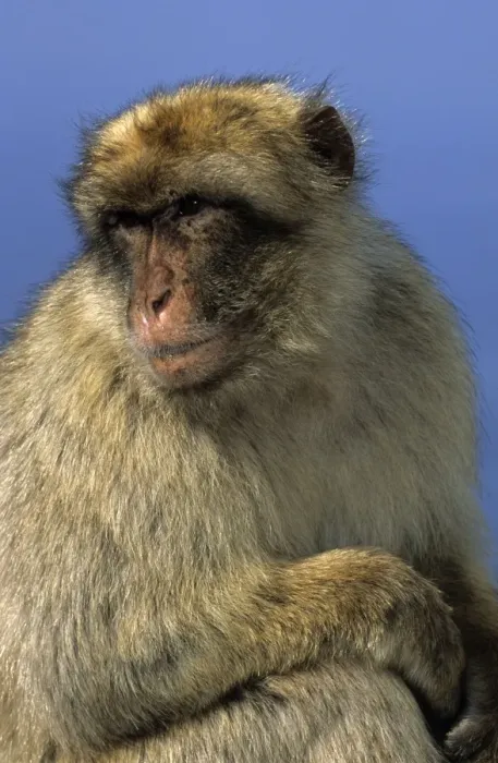 Framed Print : Barbary Macaque - Gibralter - IUCN Vulnerable - Remaining three-quarters live in the Middle Atlas Mountains of Morocco - Others persist in numerous pockets of declining size in northern Morocco and Algeria - Main threat to survival is logging Framed Print : Barbary Macaque - Gibralter - IUCN Vulnerable - Remaining three-quarters live in the Middle Atlas Mountains of Morocco - Others persist in numerous pockets of declining size in northern Morocco and Algeria - Main threat to survival is logging
