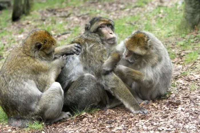 Framed Print : Barbary Macaque - three grooming. La Montagne des Singes - Kintzheim - Alsace - France Framed Print : Barbary Macaque - three grooming. La Montagne des Singes - Kintzheim - Alsace - France