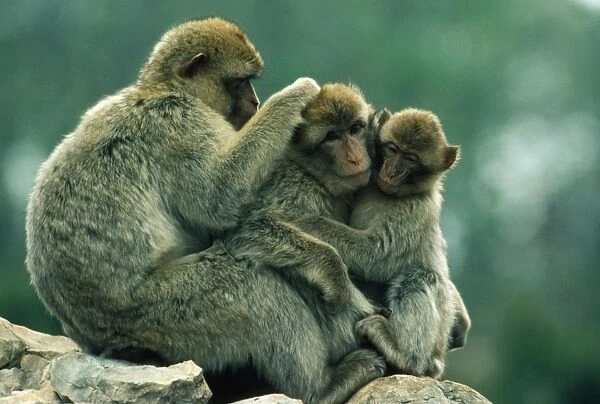 Barbary Macaque - group mutual grooming 