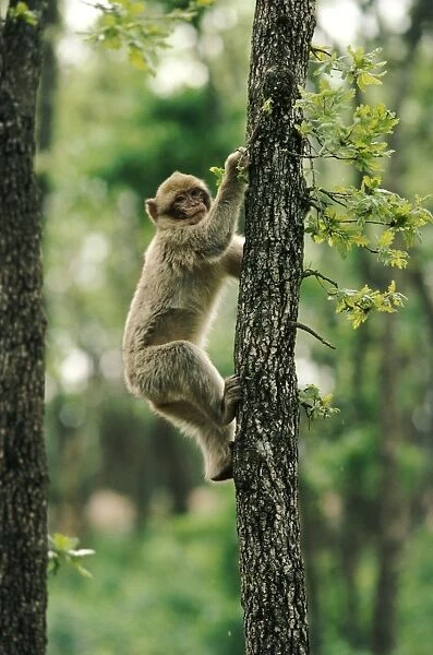 Barbary Macaque - juvenile climbing tree trunk 