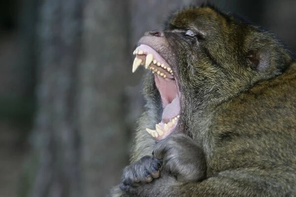 Barbary Macaque - Male - intimidation La Montagne des Singes - Kintzheim 67600 - Alsace - France