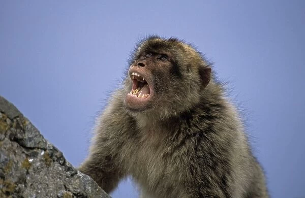 Barbary Macaque - With mouth open - Gibralter - IUCN Vulnerable - Remaining three-quarters live in the Middle Atlas Mountains of Morocco - Others persist in numerous pockets of declining size in northern Morocco