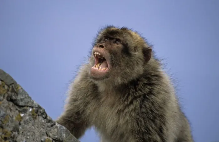 Framed Print : Barbary Macaque - With mouth open - Gibralter - IUCN Vulnerable - Remaining three-quarters live in the Middle Atlas Mountains of Morocco - Others persist in numerous pockets of declining size in northern Morocco Framed Print : Barbary Macaque - With mouth open - Gibralter - IUCN Vulnerable - Remaining three-quarters live in the Middle Atlas Mountains of Morocco - Others persist in numerous pockets of declining size in northern Morocco