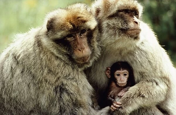 Barbary Macaque - Pair of adult macaque males holding new born. Borrowed to reduce agressivity between males