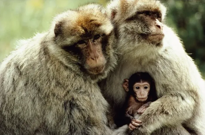 Framed Print : Barbary Macaque - Pair of adult macaque males holding new born. Borrowed to reduce agressivity between males Framed Print : Barbary Macaque - Pair of adult macaque males holding new born. Borrowed to reduce agressivity between males