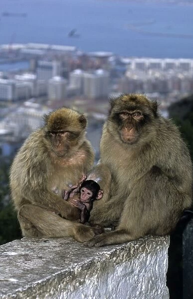 Barbary Macaque - Parents with young and town in background. Gibralter - IUCN Vulnerable - Remaining three-quarters live in the Middle Atlas Mountains of Morocco - Others persist in numerous pockets of declining size in northern Morocco