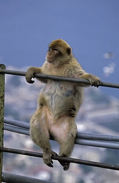 Barbary Macaque - Sitting on railings - Gibralter - IUCN Vulnerable - Remaining three-quarters live in the Middle Atlas Mountains of Morocco - Others persist in numerous pockets of declining size in northern Morocco