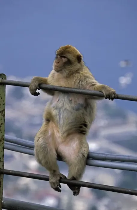 Framed Print : Barbary Macaque - Sitting on railings - Gibralter - IUCN Vulnerable - Remaining three-quarters live in the Middle Atlas Mountains of Morocco - Others persist in numerous pockets of declining size in northern Morocco Framed Print : Barbary Macaque - Sitting on railings - Gibralter - IUCN Vulnerable - Remaining three-quarters live in the Middle Atlas Mountains of Morocco - Others persist in numerous pockets of declining size in northern Morocco