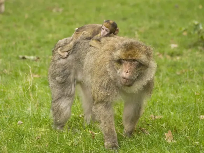 Framed Print : Barbary Macaque with young on back Framed Print : Barbary Macaque with young on back