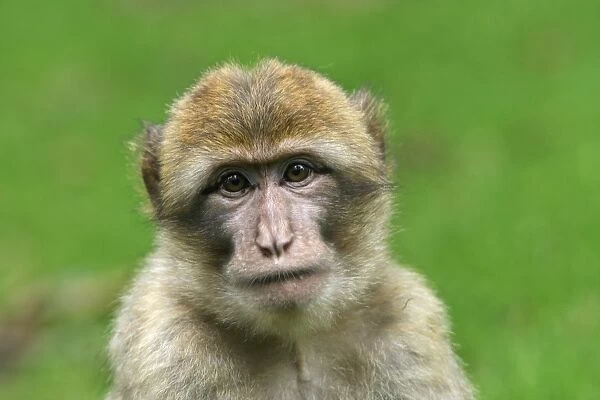 Barbary Macaque - young. La Montagne des Singes - Kintzheim - Alsace - France