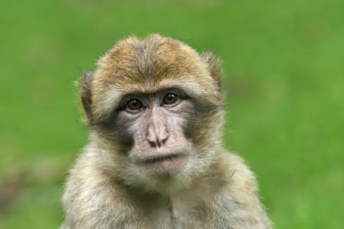 Framed Print : Barbary Macaque - young. La Montagne des Singes - Kintzheim - Alsace - France Framed Print : Barbary Macaque - young. La Montagne des Singes - Kintzheim - Alsace - France