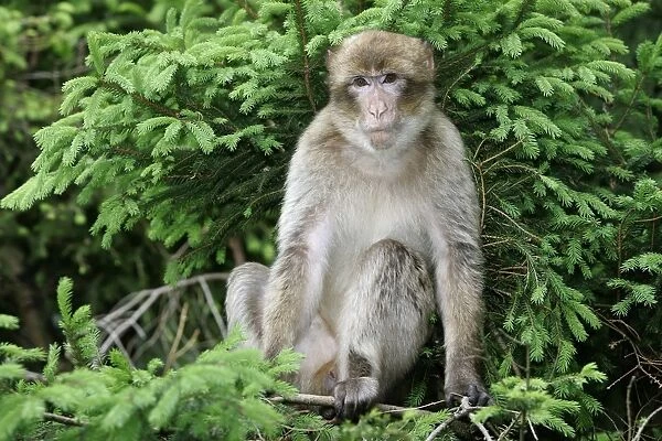 Barbary Macaque - young. Mountain of Monkeys - Kientzheim - Alsace - France