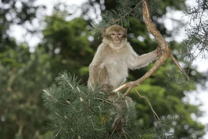 Framed Print : Barbary Macaque - young. Mountain of Monkeys - Kientzheim - Alsace - France Framed Print : Barbary Macaque - young. Mountain of Monkeys - Kientzheim - Alsace - France