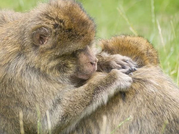Barbary Macaques grooming